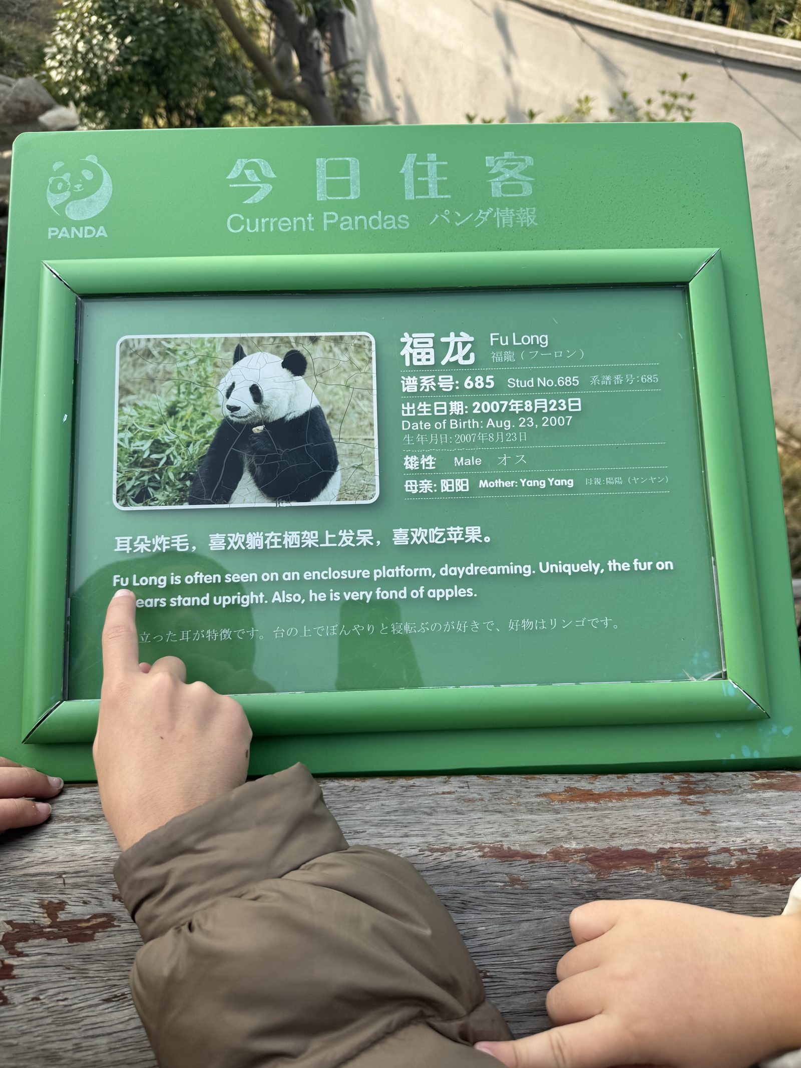 Panda comendo bambu na Base de Pandas de Chengdu, na China