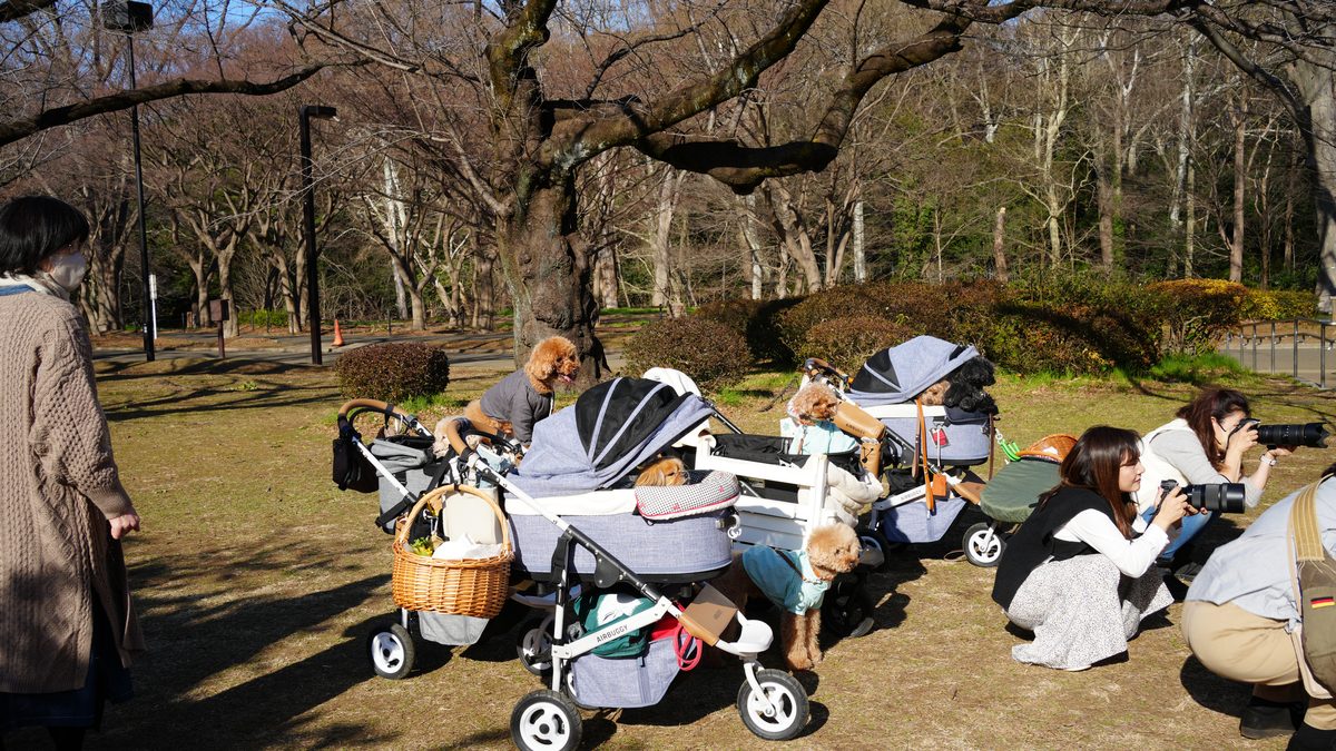 Japão com crianças em 2026: a viagem slow dos onsen e jardins
